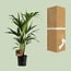 Howea Forsteriana Zimmerpflanze 100 cm Topfmaß 19 cm