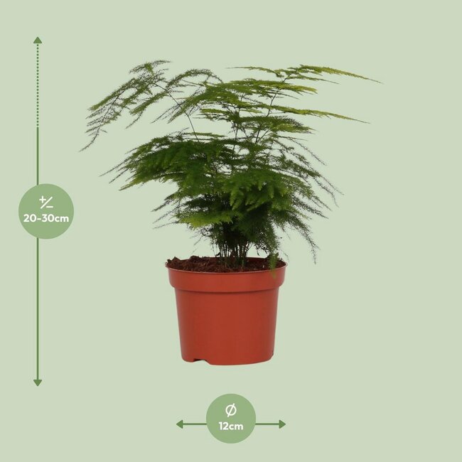 Asparagus Setaceus kamerplant 35 cm potmaat 12 cm