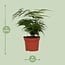 Asparagus Setaceus houseplant 35 cm pot size 12 cm