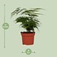 Asparagus Setaceus kamerplant 35 cm potmaat 12 cm