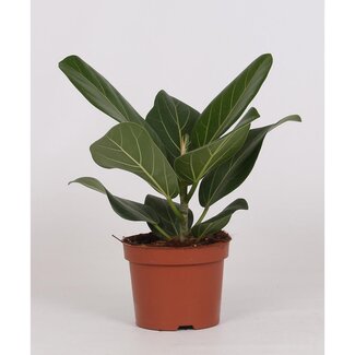 Koning Bamboe Ficus Bengalensis kamerplant 25 cm