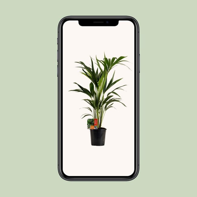 Howea Forsteriana houseplant 100 cm pot size 19 cm