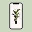 Howea Forsteriana houseplant 100 cm pot size 19 cm
