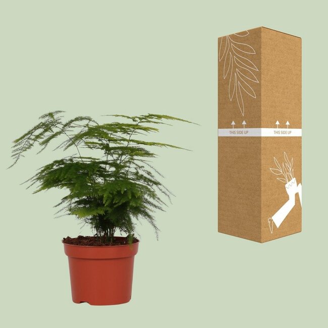 Asparagus Setaceus Zimmerpflanze 35 cm Topfmaß 12 cm