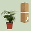 Asparagus Setaceus kamerplant 35 cm potmaat 12 cm