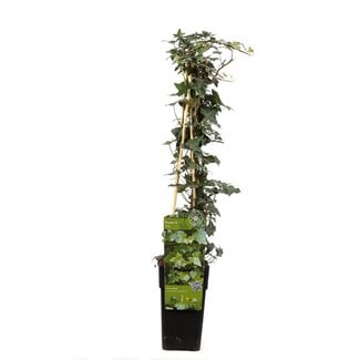 Koning Bamboe Hedera helix garden plant 65 cm