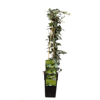 Koning Bamboe Hedera helix tuinplant 65 cm