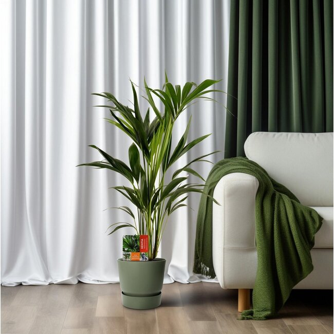 Howea Forsteriana houseplant 100 cm pot size 19 cm