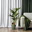 Howea Forsteriana kamerplant 100 cm potmaat 19 cm