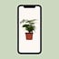 Asparagus Setaceus houseplant 35 cm pot size 12 cm