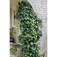 Hedera helix tuinplant 65 cm potmaat 15 cm