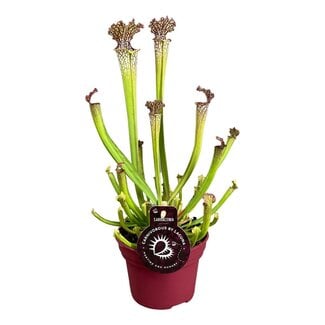 Koning Bamboe Sarracenia Farnhamii houseplant 40 cm