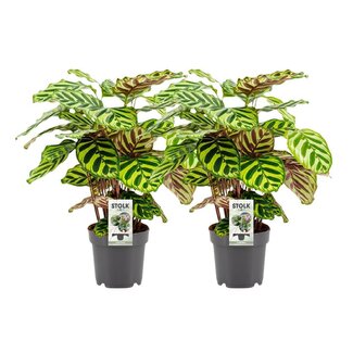 Koning Bamboe Calathea Makoyana plantenset 2 stuks 45 cm