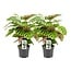 Calathea Makoyana plantenset 2 stuks 45 cm potmaat 14 cm