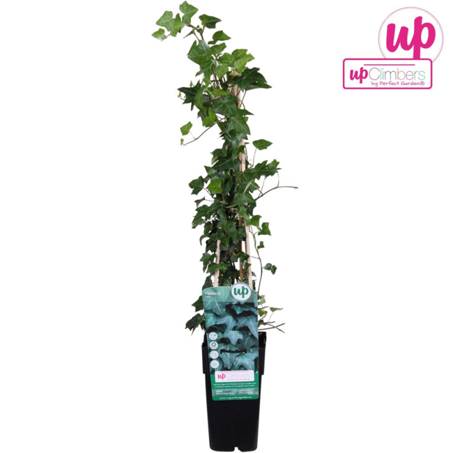 Hedera helix Gartenpflanze 65 cm Topfmaß 15 cm