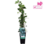 Hedera helix garden plant 65 cm pot size 15 cm