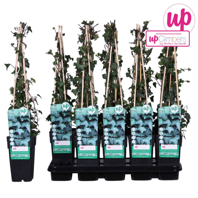 Hedera helix garden plant 65 cm pot size 15 cm