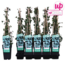 Hedera helix garden plant 65 cm pot size 15 cm