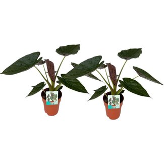 Koning Bamboe Alocasia Wentii plantenset 2 stuks 85 cm