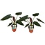 Alocasia Wentii plantenset 2 stuks 85 cm potmaat 19 cm