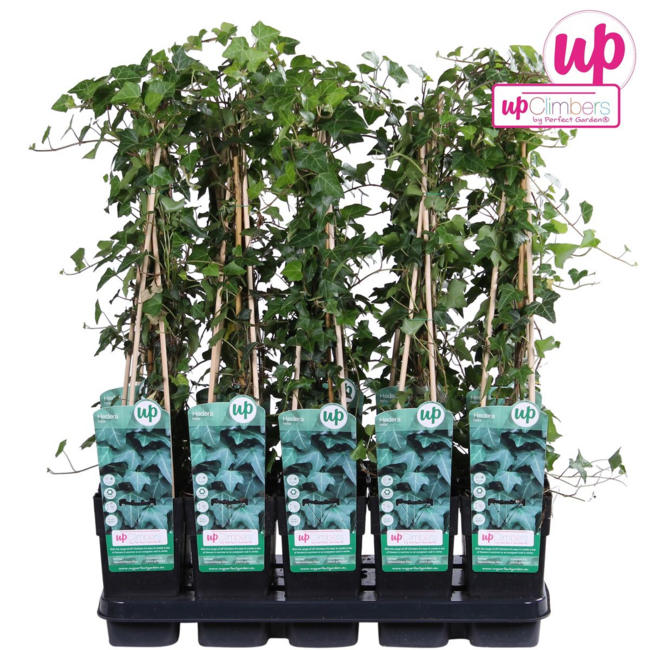 Hedera helix garden plant 65 cm pot size 15 cm