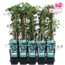 Hedera helix garden plant 65 cm pot size 15 cm
