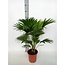 Livistona Rotundifolia kamerplant 70 cm potmaat 17 cm