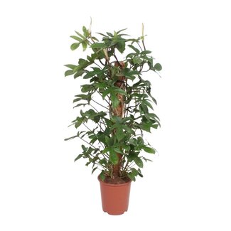 Koning Bamboe Philodendron Pedatum kamerplant 130 cm