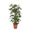 Philodendron Pedatum kamerplant 130 cm potmaat 27 cm