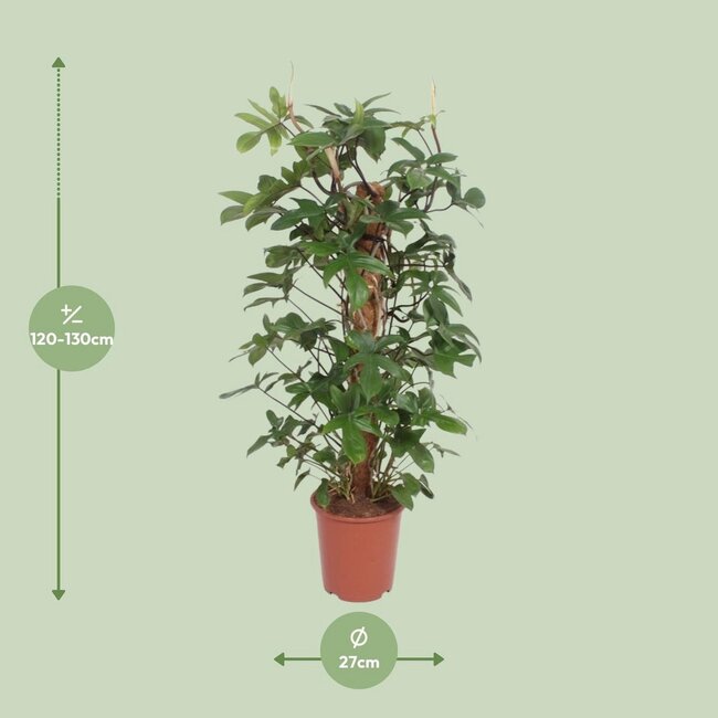 Philodendron Pedatum houseplant 130 cm pot size 27 cm