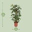 Philodendron Pedatum houseplant 130 cm pot size 27 cm
