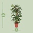 Philodendron Pedatum kamerplant 130 cm potmaat 27 cm