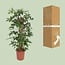 Philodendron Pedatum Zimmerpflanze 130 cm Topfmaß 27 cm
