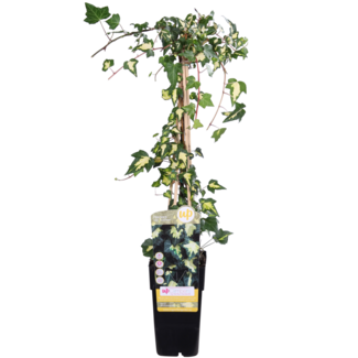 Koning Bamboe Hedera helix Goldheart Gartenpflanze 65 cm