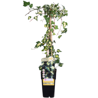 Koning Bamboe Hedera helix Goldheart tuinplant 65 cm