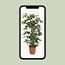 Philodendron Pedatum houseplant 130 cm pot size 27 cm