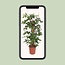 Philodendron Pedatum Zimmerpflanze 130 cm Topfmaß 27 cm