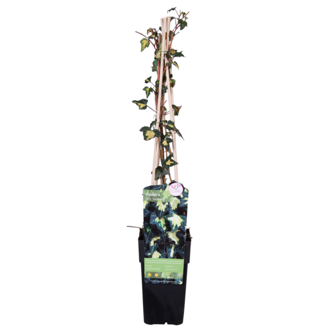 Hedera helix Goldheart tuinplant 65 cm potmaat 15 cm
