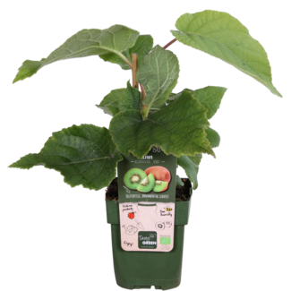 Koning Bamboe Actinidia deliciosa Jenny Kiwi garden plant 45 cm