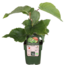 Actinidia deliciosa Jenny Kiwi tuinplant 45 cm potmaat 13 cm