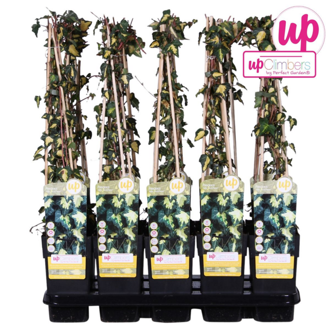 Hedera helix Goldheart tuinplant 65 cm potmaat 15 cm