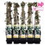 Hedera helix Goldheart tuinplant 65 cm potmaat 15 cm