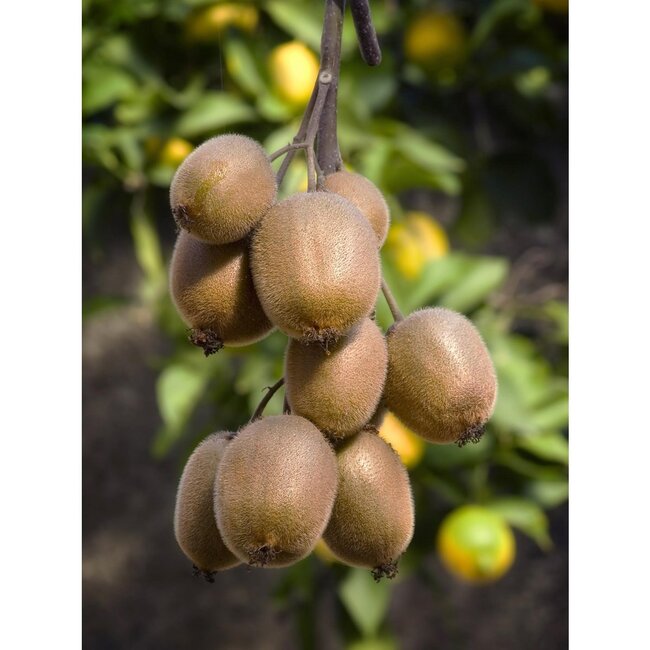 Actinidia deliciosa Jenny Kiwi garden plant 45 cm pot size 13 cm