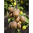 Actinidia deliciosa Jenny Kiwi garden plant 45 cm pot size 13 cm