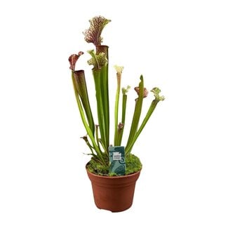 Koning Bamboe Sarracenia Judith Hindle houseplant 30 cm