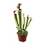 Sarracenia Judith Hindle kamerplant 30 cm potmaat 12 cm