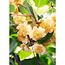 Actinidia deliciosa Jenny Kiwi tuinplant 45 cm potmaat 13 cm
