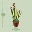 Sarracenia Judith Hindle houseplant 30 cm pot size 12 cm