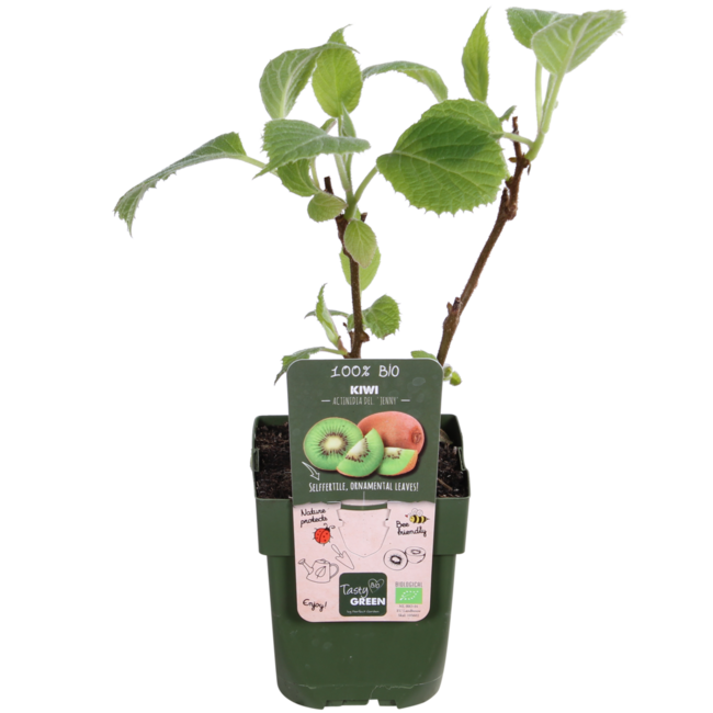 Actinidia deliciosa Jenny Kiwi garden plant 45 cm pot size 13 cm