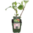 Actinidia deliciosa Jenny Kiwi tuinplant 45 cm potmaat 13 cm